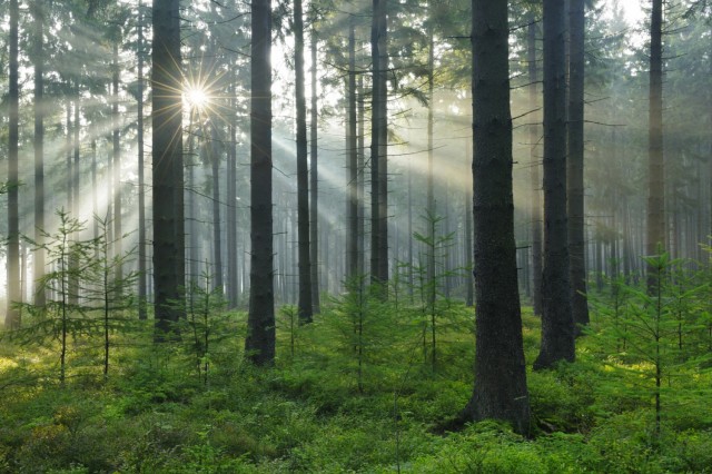 Forest light